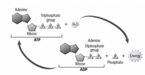 Identify the high-energy bond that is broken when ATP is converted to ADP.