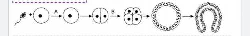 In the diagram where do you think differentiation begins to occur?