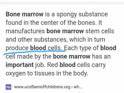 Why bone marrow important to the body?

a.it stores much fatb.it makes the bone strongc.it produces