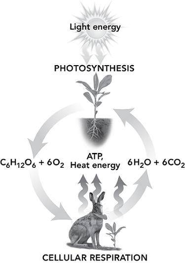 Cellular respiration and photosynthesis can be thought of as opposite processes. These two processe