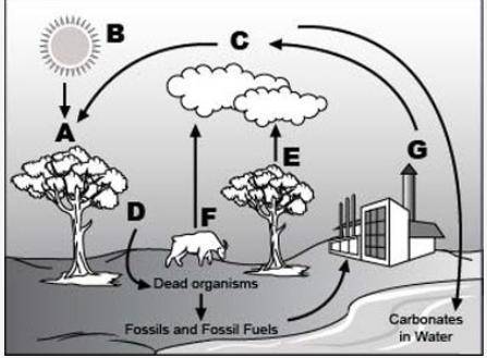 Look at the following diagram of the carbon cycle. .

Part 1: Which compound does C represent?
Par