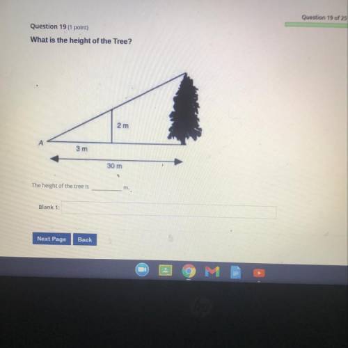 What is the height of the Tree?
2 m
3 m
30 m
