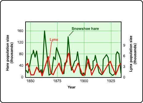 This graph shows how the lynx and snowshoe hare populations can vary over time.

How would the sno