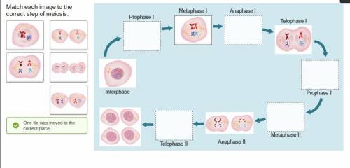 Match each image to the correct step of meiosis..