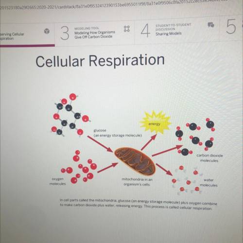 What do you think this diagram shows about cellular respiration?