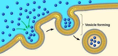 HELP DUE IN 5 MINS! What process is being shown in the diagram below?

A. ExocytosisB. Endocytosis