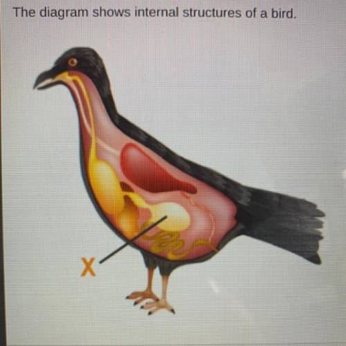 PLEASE HURRY  
The diagram shows internal structures of a bird.
Wha