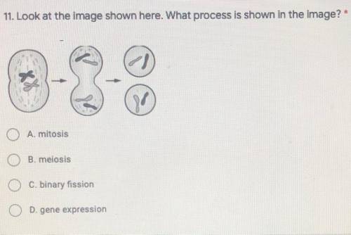 11. Look at the image shown here. What process is shown in the image?*

A. mitosis
B. meiosis
C. b