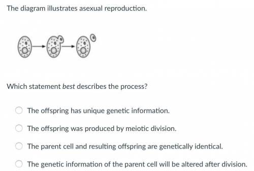 The diagram illustrates asexual reproduction. Which statement best describes the process?