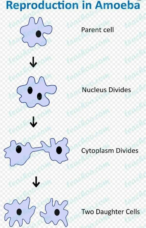 How do I know that diagram of amoeba cell division is Asexual reproduction in an amoeba