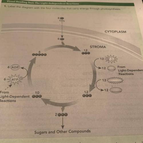 I need help labeling the 3 bubbles on the chart from light- Dependent Reactions?