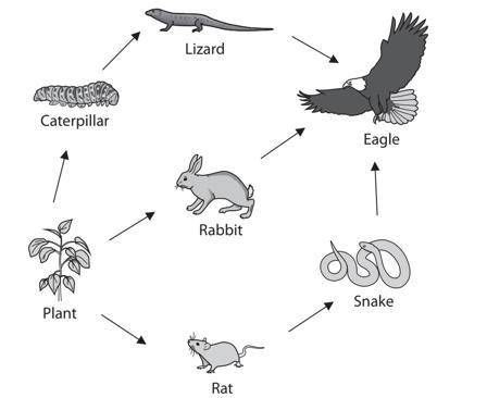 Using organisms from the food web, complete this food chain of four links.

......................