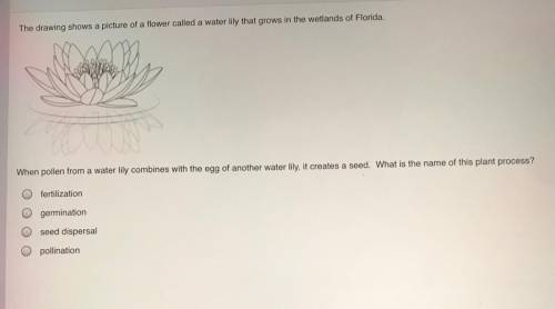 The drawing shows a picture of a flower called a water lily that grows in the wetlands of Florida.