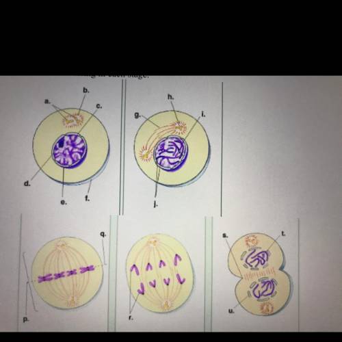 Label and describe the following stages of the cell cycle

A
B
C
D
E
F
G
H
I
J
K
L
M
N
I
P
Q
R
S
T