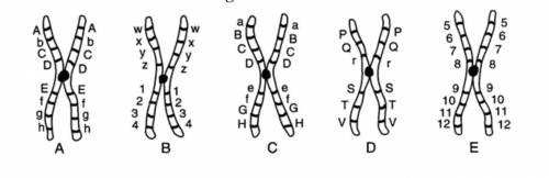 NEED HELP NOW! WILL GIVE BRAINLIEST FIRST Which 2 chromosomes are homologous? Explain why.