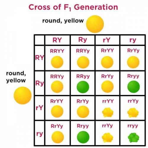 Important 20 points!

This is a dihybrid cross for pea shape and pea color. R= round, r=wrinkled,
