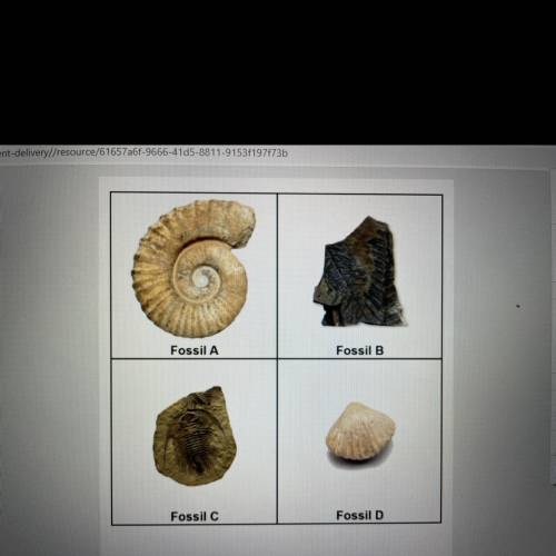 Please help I will give you brainliest!

BIOLOGY! 
Closely examine each fossil (look at the pictur