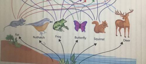 Of the animals in the bottom row, which one is most likely to be a keystone species?

nuthatch
dee