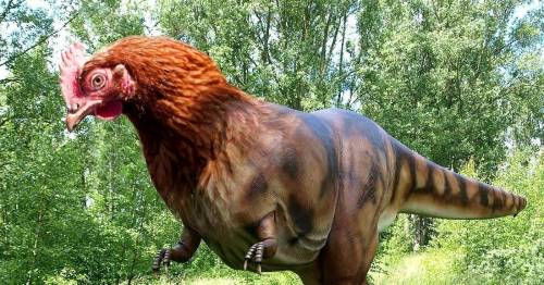 okay so, if chicken nuggets come from chickens, and dino nuggets also come from chickens. Then does