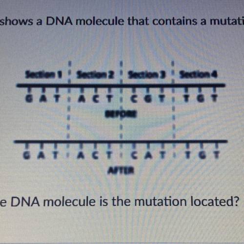 The diagram below shows a DNA molecule that contains a mutation after the

replication process.
Se