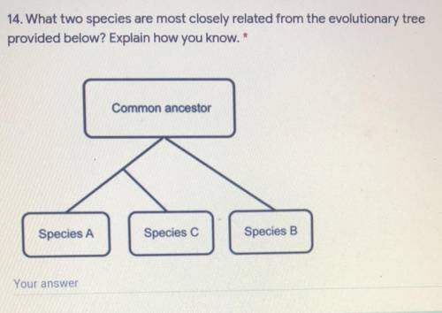 What two species are most closely related from the evolutionary tree

provided below? Explain how