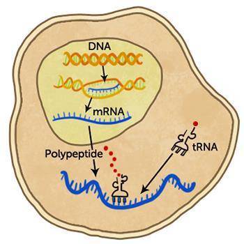 1. Which of the following processes only occurs in eukaryotic mRNA transcript modification and gene
