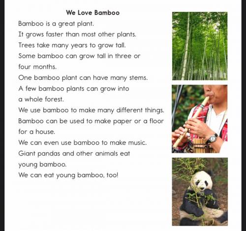 Which would you rather have in your yard, bamboo or trees? Explain why. You can use these sentence