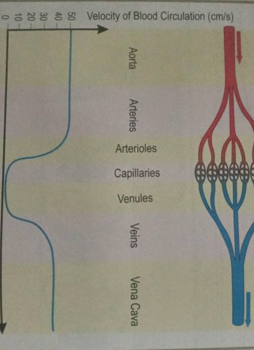 Indicate the variations of the diameter of the blood vessels from the aorta to the capillaries,and