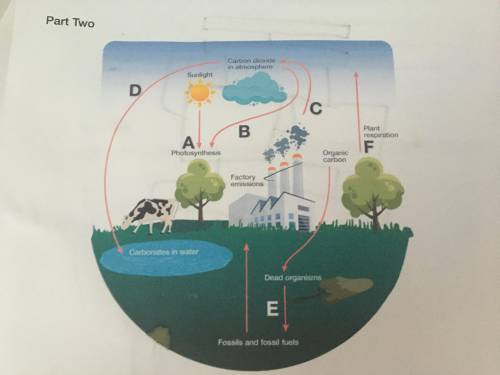 Carbon Cycle activity part 2
(photos attached)