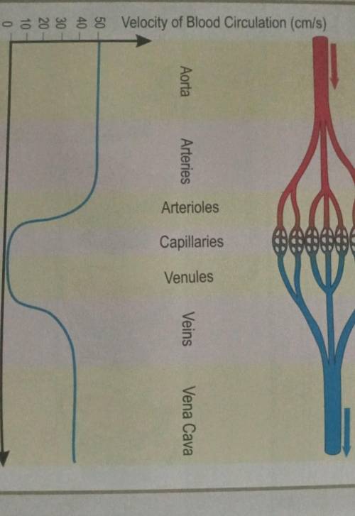 Indicate the variations of diameter of the blood vessels from the aorta to the capillaries, and fro