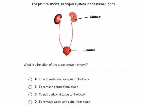 the pictures shows an organ system in the human body. what is a function of the organ system show?