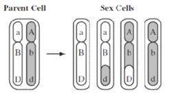 Using the illustration above, why are the chromosomes in two of the sex cells different from the ch