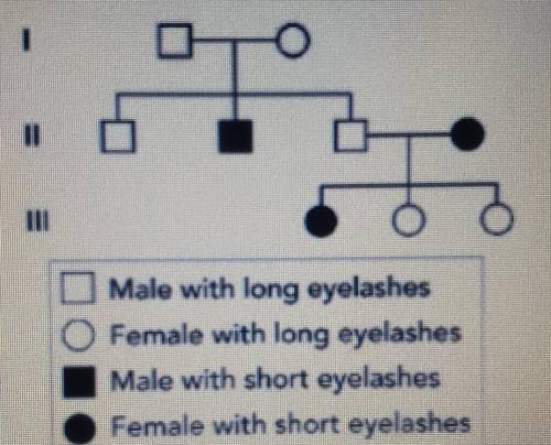 The man with short eyelashes in Generation II marries a woman with long eyelashes. This woman repor