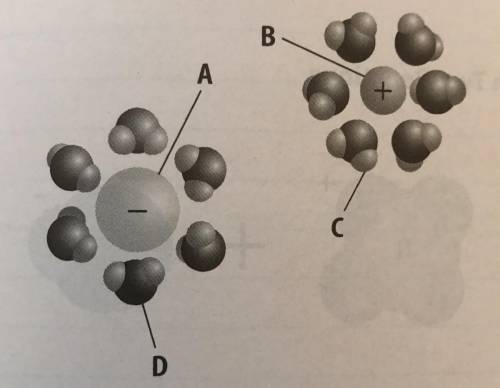 The image above shows sodium and chloride ions in solution. Which label in the diagram represents t