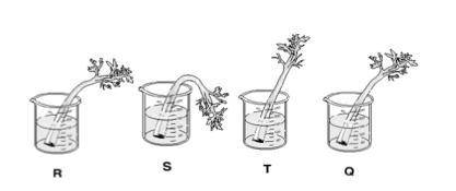 The picture shows a turgor pressure demonstration using stalks of celery in different salt solution