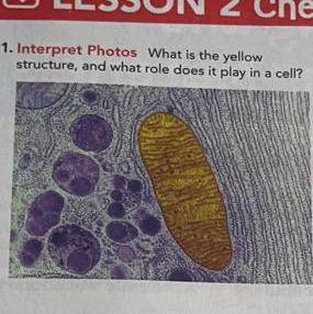 What is the yellow structure, and what role does it play in a cell