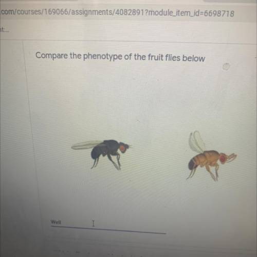 Compare the phenotype of the fruit flies below