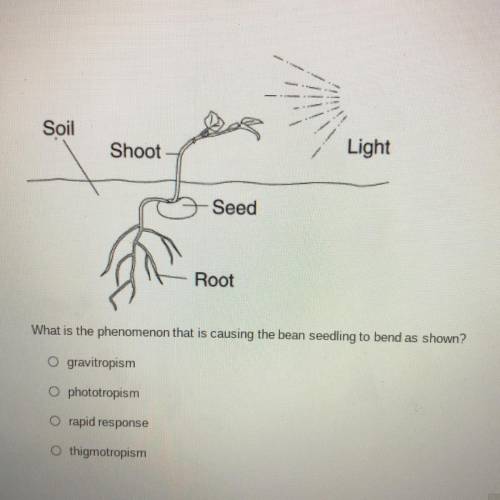 What is the phenomenon that is causing the bean seedling to bend as shown?

O gravitropism
O photo