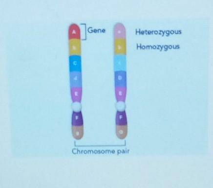 Suppose all the alleles on on the left and right chromosomes switched places but kept the same orde