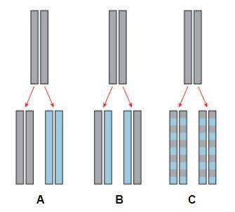Which image best represents what happens when DNA is replicated? (Grey represents the original stra