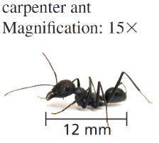 You are using a magnifying glass. Use the length of the insect and the magnification level to deter