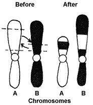 The picture below demonstrates which type of chromosome mutation?
