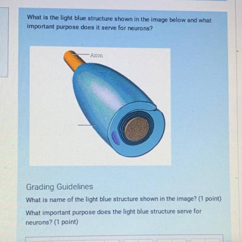 What is the light blue structure shown in the image below and what

important purpose does it serv