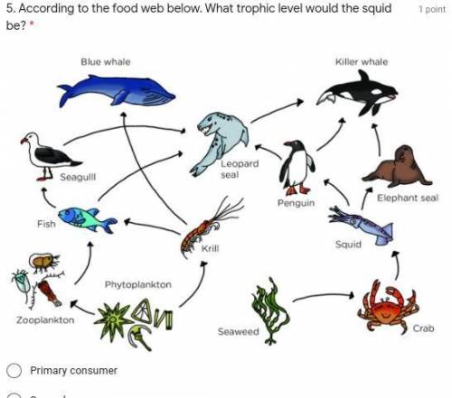 According to the food web below. What trophic level would the squid be?