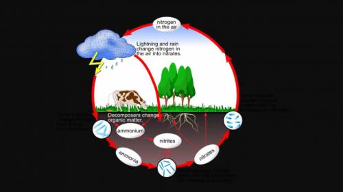 The diagram below shows the different paths nitrogen can take in the nitrogen cycle.

What must ni