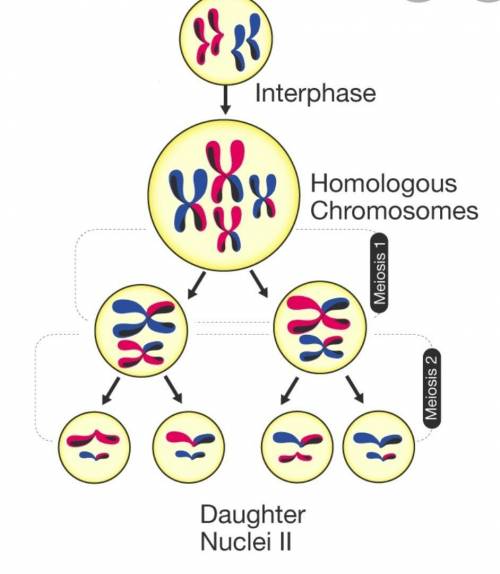 Diagram or model of meiosis. Every diagram/ model needs to have every stage of meiosis. Check your n