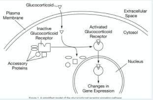 Glucocorticoids are steroid hormones that control cellular responses through several different sign