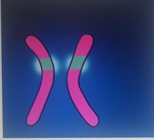 ན

The Following diagram shows a segment of chromosome contains one gene how many alleles forthis