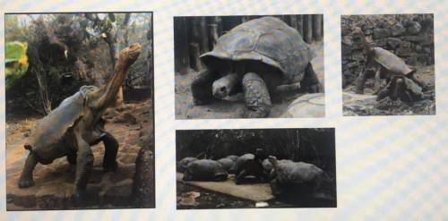 Please identify the components of natural selection using the giant

tortoise example. Be as speci