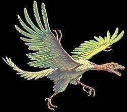 Looking at the picture of the Archaeopteryx, describe how it is similar to and different from moder